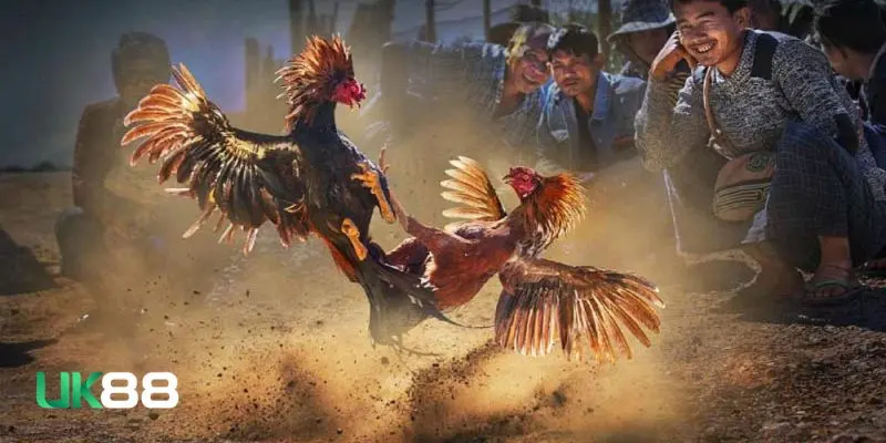 Đá gà mỹ lai Đá gà mỹ lai