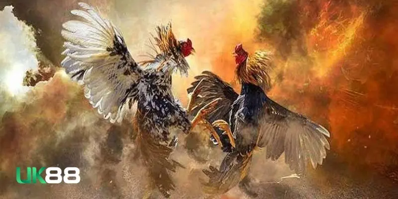 Đá gà mỹ lai Đá gà mỹ lai